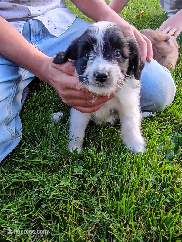 Oreo – Miniature Aussiedoodle puppy for sale in Boyceville, WI