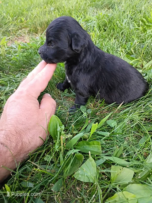 Allie – Miniature Aussiedoodle puppy for sale in Boyceville, WI