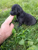 Allie, a female Miniature Aussiedoodle for sale in Boyceville, WI – 1 of 4