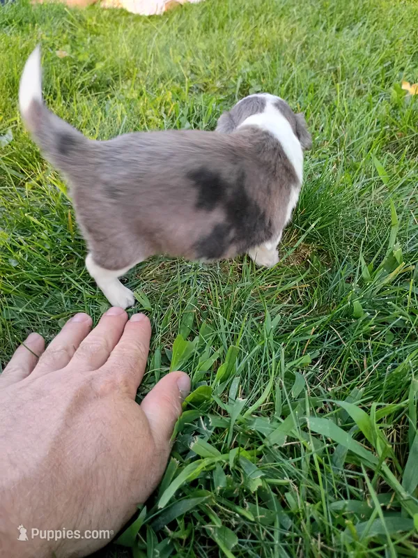 Maggie – Miniature Aussiedoodle puppy for sale in Boyceville, WI