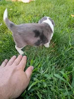 Maggie, a female Miniature Aussiedoodle for sale in Boyceville, WI – 1 of 4