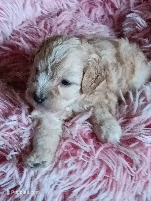 Ocean – Poodle - Miniature , Miniature Dachshund puppy for sale in San Bernardino, CA