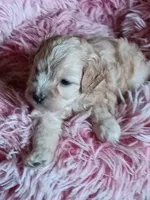 Ocean, a male Poodle - Miniature  and Miniature Dachshund for sale in San Bernardino, CA – 1 of 3