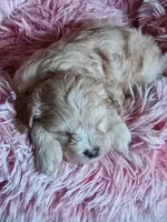 Ocean, a male Poodle - Miniature  and Miniature Dachshund for sale in San Bernardino, CA – 3 of 3