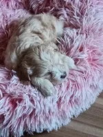 Ocean, a male Poodle - Miniature  and Miniature Dachshund for sale in San Bernardino, CA – 2 of 3