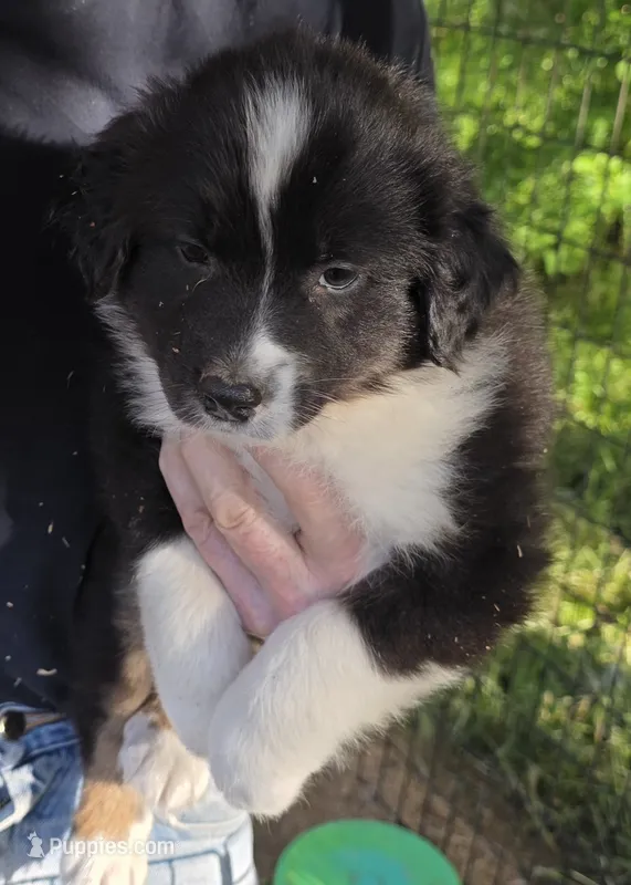 Shelby pup – Australian Shepherd puppy for sale in Roseburg, OR