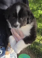 Shelby pup, a male Australian Shepherd for sale in Roseburg, OR – 1 of 1
