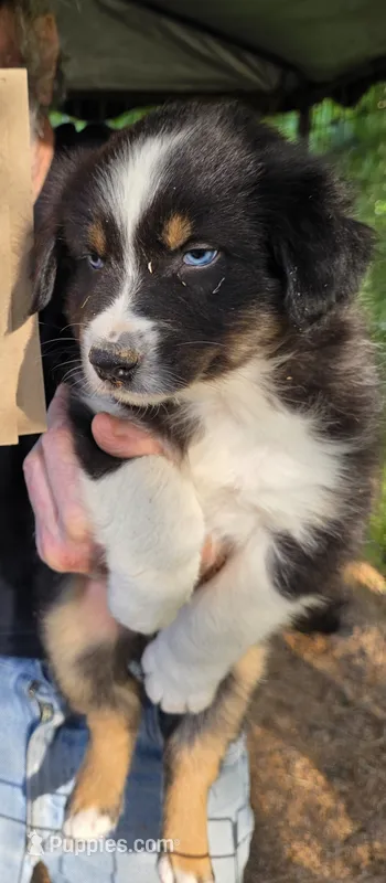 Shelby pup – Australian Shepherd puppy for sale in Roseburg, OR