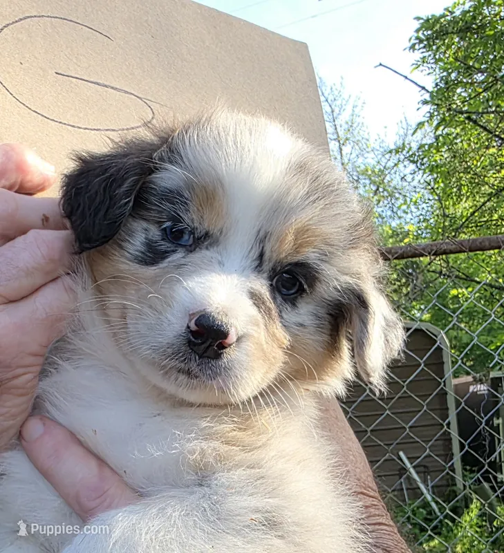 shelby  pup – Australian Shepherd puppy for sale in Roseburg, OR