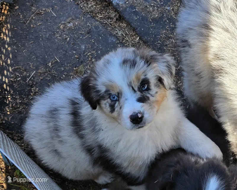 Shelby pup – Australian Shepherd puppy on hold in Roseburg, OR