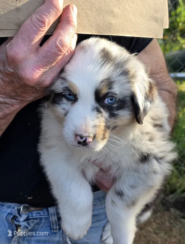shelby  pup – Australian Shepherd puppy for sale in Roseburg, OR