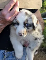 shelby  pup, a male Australian Shepherd for sale in Roseburg, OR – 1 of 1