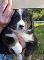 black tri girl, a female Australian Shepherd for sale in Roseburg, OR – 1 of 1