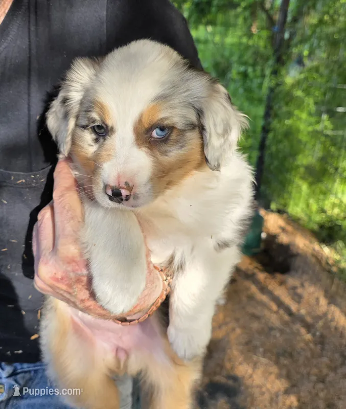 shelby  pup – Australian Shepherd puppy for sale in Roseburg, OR