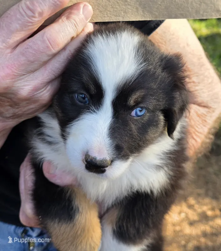 Shelby pup – Australian Shepherd puppy for sale in Roseburg, OR