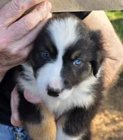 Shelby pup, a female Australian Shepherd for sale in Roseburg, OR – 1 of 1