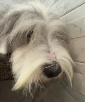 Amos  AKC, a male Old English Sheepdog for sale in Menifee, CA – 6 of 8
