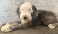 Isabel  AKC, a female Old English Sheepdog for sale in Menifee, CA – 9 of 10