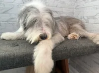 Amos  AKC, a male Old English Sheepdog for sale in Menifee, CA – 7 of 8