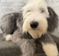 Isabel  AKC, a female Old English Sheepdog for sale in Menifee, CA – 2 of 10