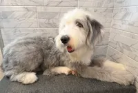 Leo  AKC, a male Old English Sheepdog for sale in Menifee, CA – 10 of 10