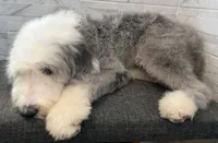 Leo  AKC, a male Old English Sheepdog for sale in Menifee, CA – 4 of 10