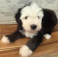 Isabel  AKC, a female Old English Sheepdog for sale in Menifee, CA – Photo 6 of 10