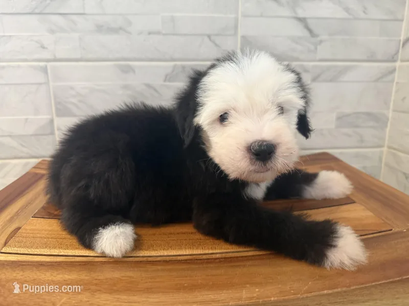 Isabel  AKC – Old English Sheepdog puppy for sale in Menifee, CA