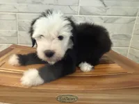 Isabel  AKC, a female Old English Sheepdog for sale in Menifee, CA – Photo 10 of 10