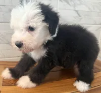 Isabel  AKC, a female Old English Sheepdog for sale in Menifee, CA – Photo 9 of 10