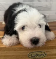 Isabel  AKC, a female Old English Sheepdog for sale in Menifee, CA – Photo 7 of 10