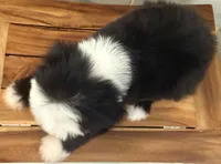 Isabel  AKC, a female Old English Sheepdog for sale in Menifee, CA – Photo 4 of 10