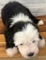 Isabel  AKC, a female Old English Sheepdog for sale in Menifee, CA – Photo 8 of 10