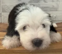 Isabel  AKC, a female Old English Sheepdog for sale in Menifee, CA – Photo 3 of 10