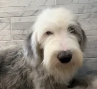Leo  AKC, a male Old English Sheepdog for sale in Menifee, CA – 2 of 10