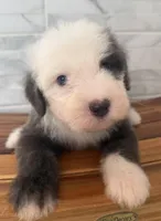 Leo  AKC, a male Old English Sheepdog for sale in Menifee, CA – Photo 3 of 10