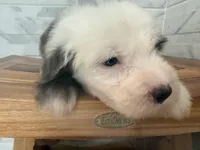 Leo  AKC, a male Old English Sheepdog for sale in Menifee, CA – Photo 10 of 10