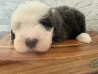 Leo  AKC, a male Old English Sheepdog for sale in Menifee, CA – Photo 6 of 10