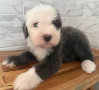 Leo  AKC, a male Old English Sheepdog for sale in Menifee, CA – Photo 7 of 10