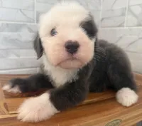 Leo  AKC, a male Old English Sheepdog for sale in Menifee, CA – Photo 2 of 10
