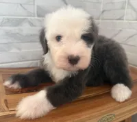 Leo  AKC, a male Old English Sheepdog for sale in Menifee, CA – Photo 4 of 10