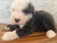 Leo  AKC, a male Old English Sheepdog for sale in Menifee, CA – Photo 5 of 10