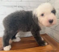 Leo  AKC, a male Old English Sheepdog for sale in Menifee, CA – Photo 9 of 10