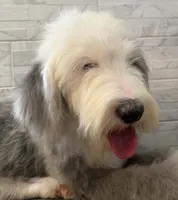 Leo  AKC, a male Old English Sheepdog for sale in Menifee, CA – 9 of 10