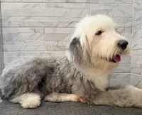 Leo  AKC, a male Old English Sheepdog for sale in Menifee, CA – 7 of 10