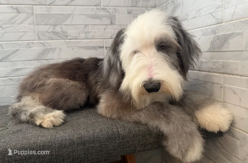 Wendell  AKC – Old English Sheepdog puppy for sale in Menifee, CA