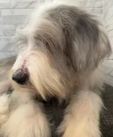 Amos  AKC, a male Old English Sheepdog for sale in Menifee, CA – 8 of 8