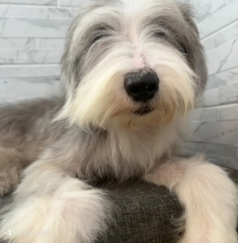 Amos  AKC – Old English Sheepdog puppy for sale in Menifee, CA