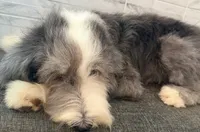 Melvin  AKC, a male Old English Sheepdog for sale in Menifee, CA – 5 of 8