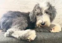 Melvin  AKC, a male Old English Sheepdog for sale in Menifee, CA – 6 of 8